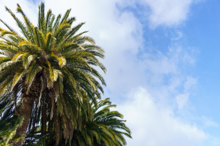 Palm trees against a bright blue sky with clouds