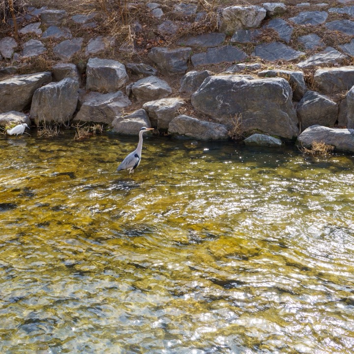 A heron wading in a shallow stream