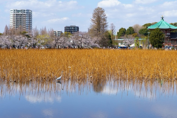 A pond of golden reeds, with cherry blossoms and a temple on the far shore