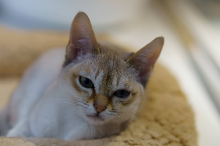 A cat lying on a cushion