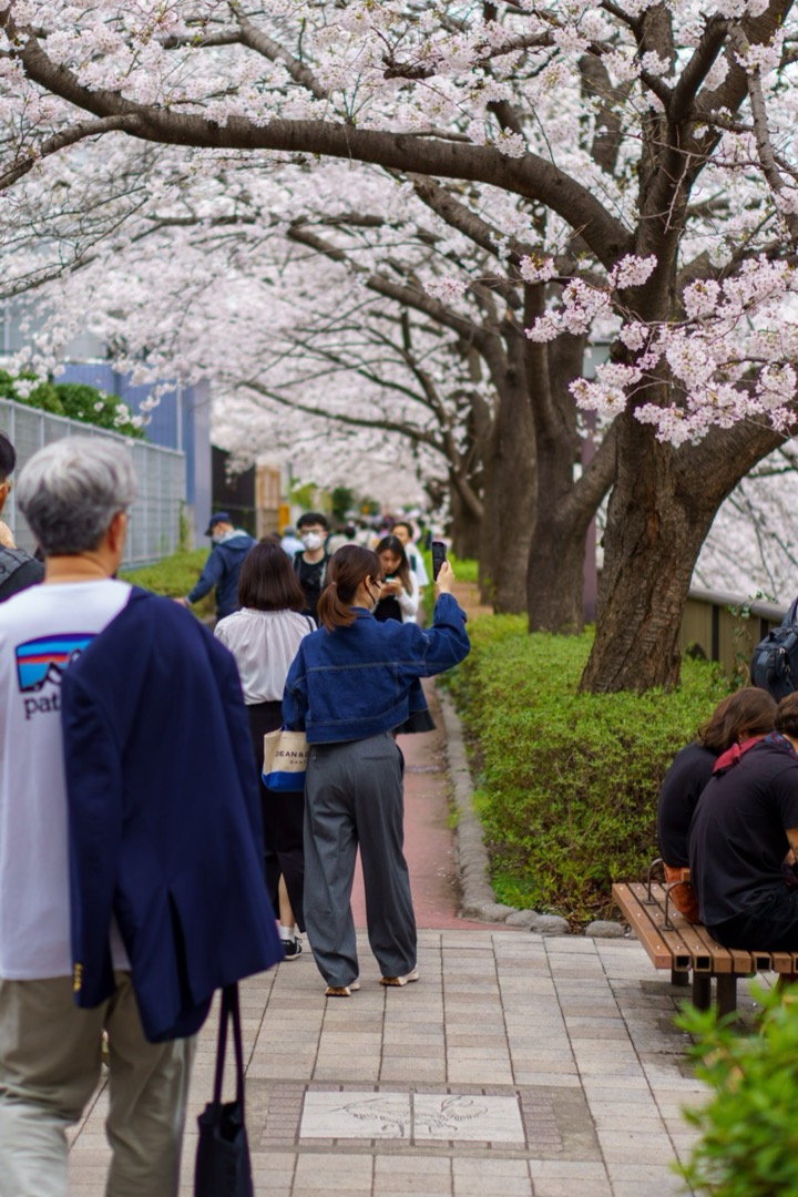 People walking a path under cherry blossoms