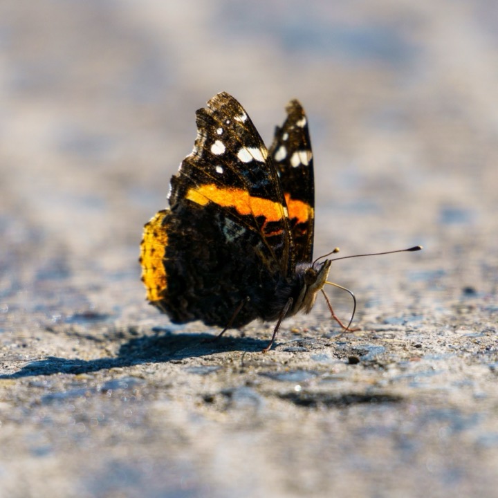 A red admiral butterfly resting on sand