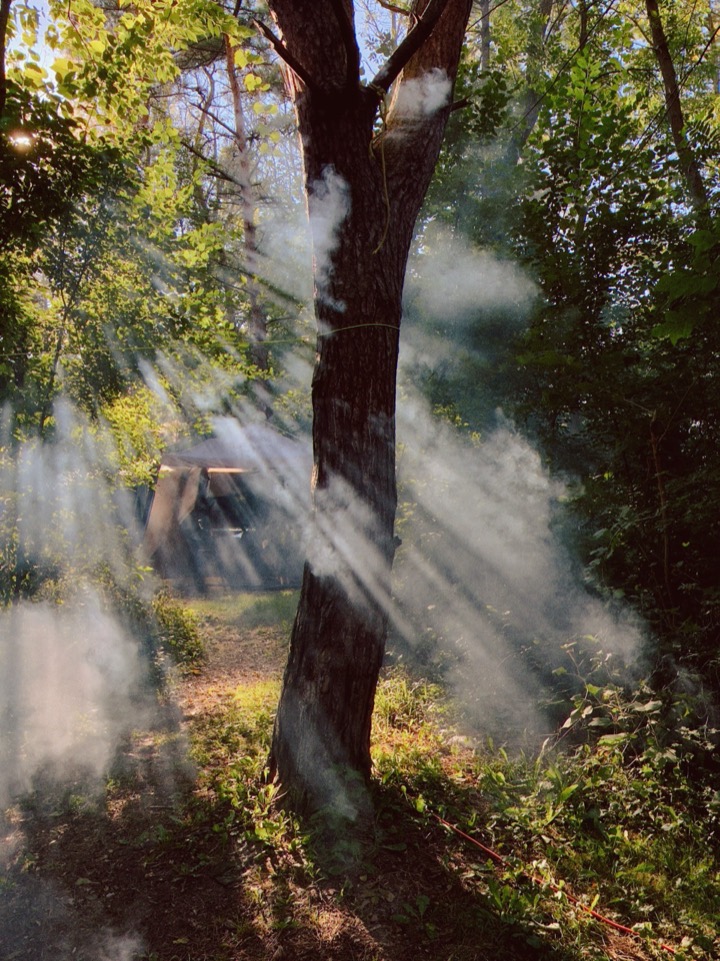 Sunbeams cutting through mist in a forest