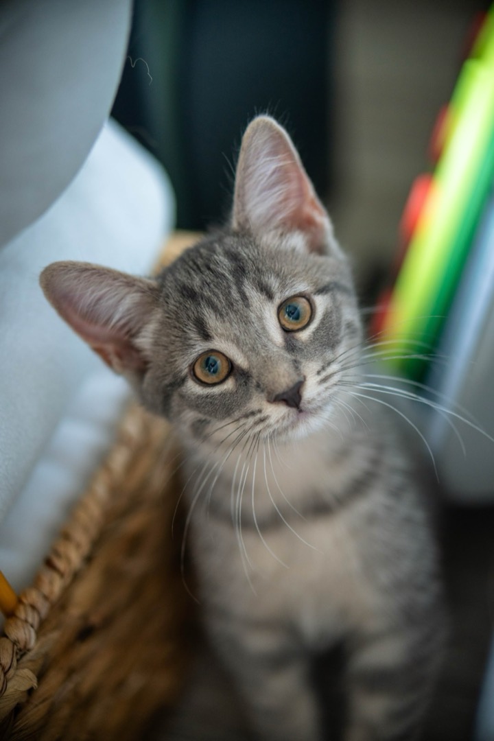 A tabby kitten looking up at the camera