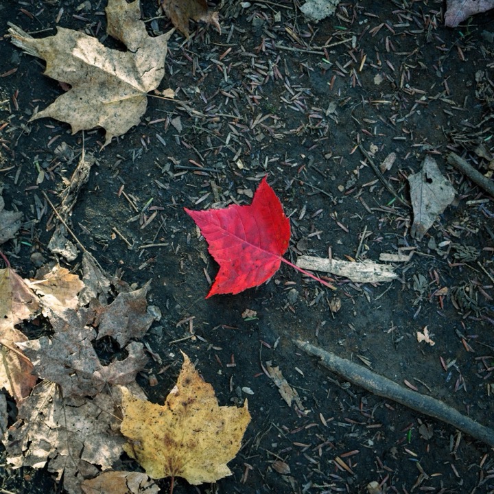 A red maple leaf on dark ground among dry leaves