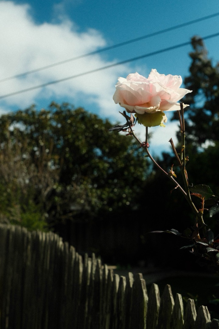 A pale rose against a blue sky above a wooden fence